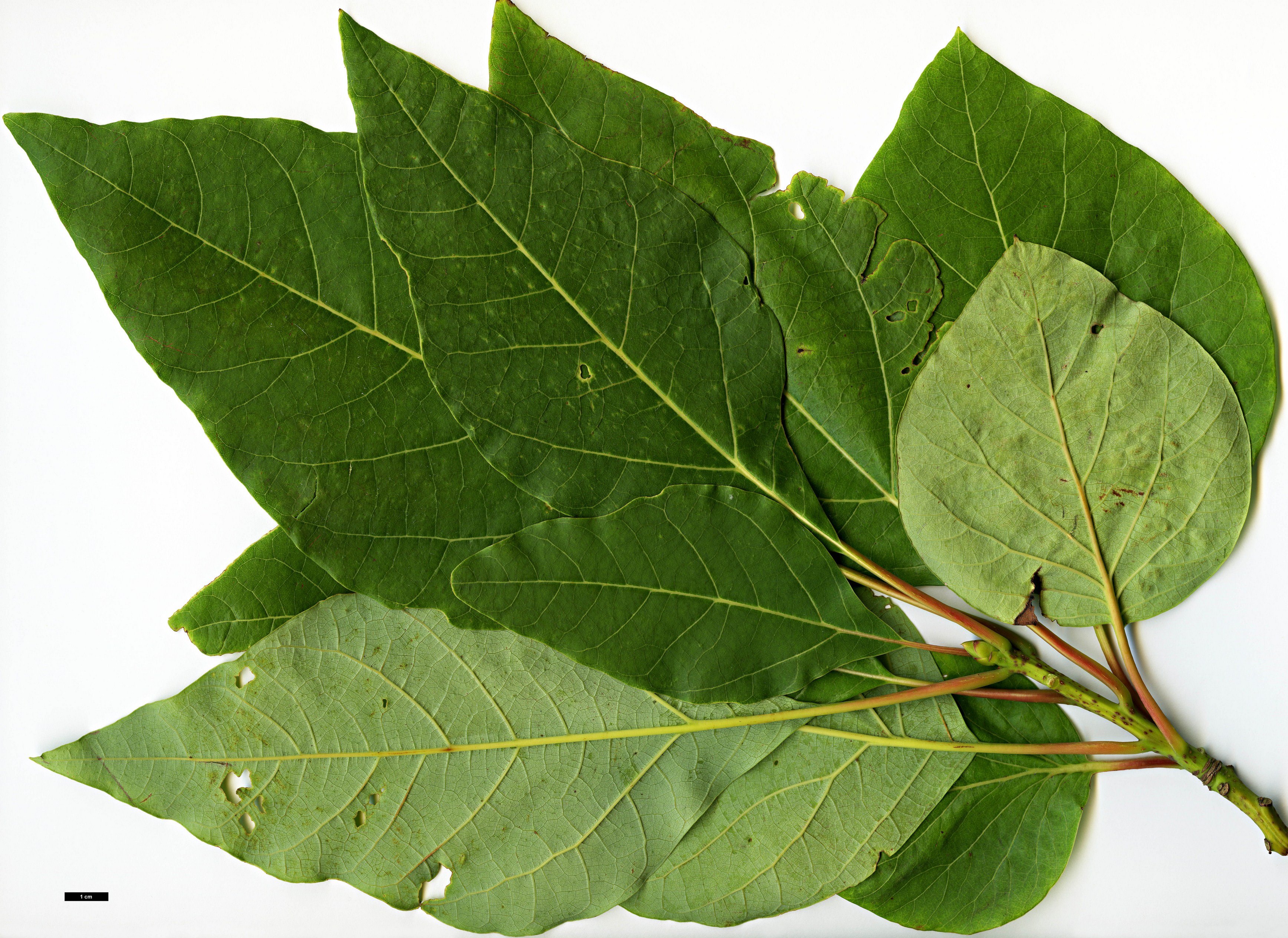 High resolution image: Family: Lauraceae - Genus: Sassafras - Taxon: randaiense